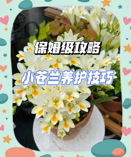 小苍兰什么季节种，小苍兰几月份栽种-第4张图片-优品飞百科