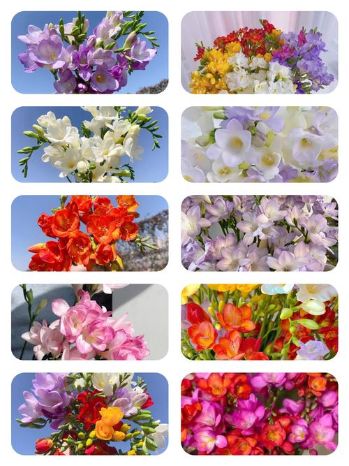 小苍兰什么季节种，小苍兰几月份栽种-第5张图片-优品飞百科