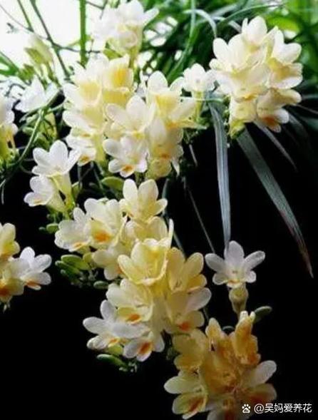 小苍兰什么季节种，小苍兰几月份栽种-第6张图片-优品飞百科