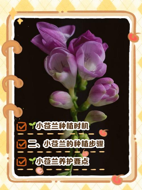 小苍兰什么季节种，小苍兰几月份栽种-第7张图片-优品飞百科