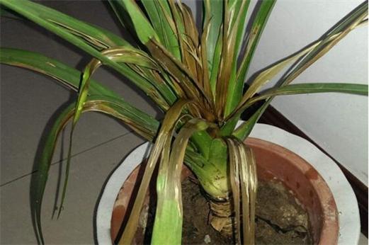 碧雷鼓浇水过多怎么办，碧雷鼓怎样浇水？