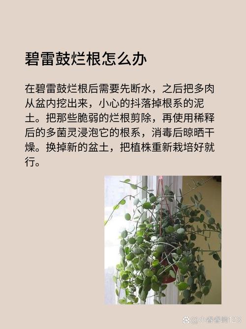 碧雷鼓浇水过多怎么办，碧雷鼓怎样浇水？-第2张图片-优品飞百科