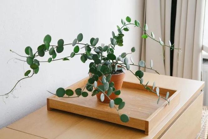 碧雷鼓浇水过多怎么办，碧雷鼓怎样浇水？-第3张图片-优品飞百科