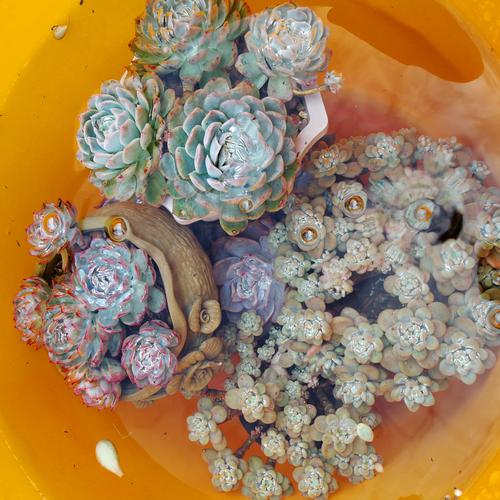 碧雷鼓浇水过多怎么办，碧雷鼓怎样浇水？-第4张图片-优品飞百科