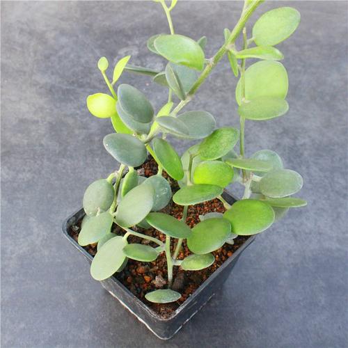 碧雷鼓浇水过多怎么办，碧雷鼓怎样浇水？-第5张图片-优品飞百科