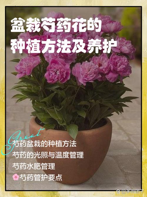 芍药施肥时间和方法，芍药要施什么肥？