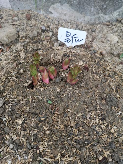 芍药施肥时间和方法，芍药要施什么肥？-第2张图片-优品飞百科