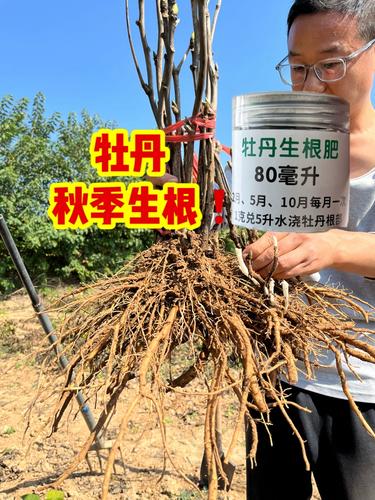 芍药施肥时间和方法，芍药要施什么肥？-第5张图片-优品飞百科
