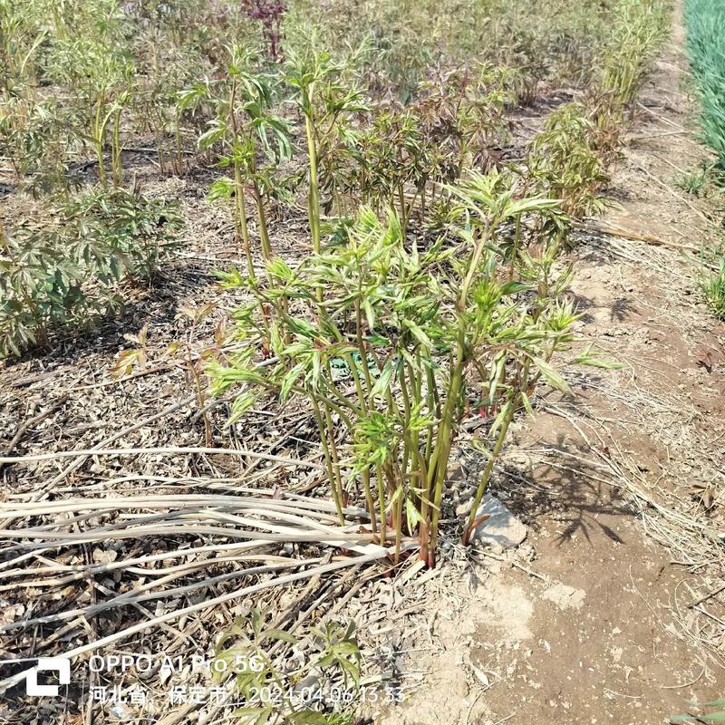 芍药施肥时间和方法，芍药要施什么肥？-第6张图片-优品飞百科
