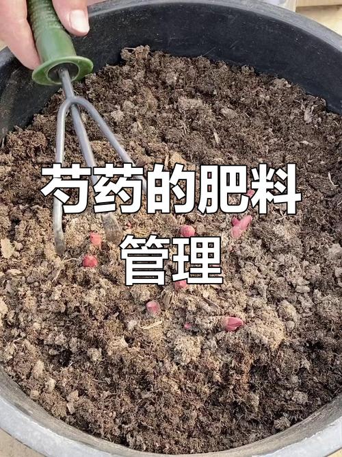 芍药施肥时间和方法，芍药要施什么肥？-第7张图片-优品飞百科