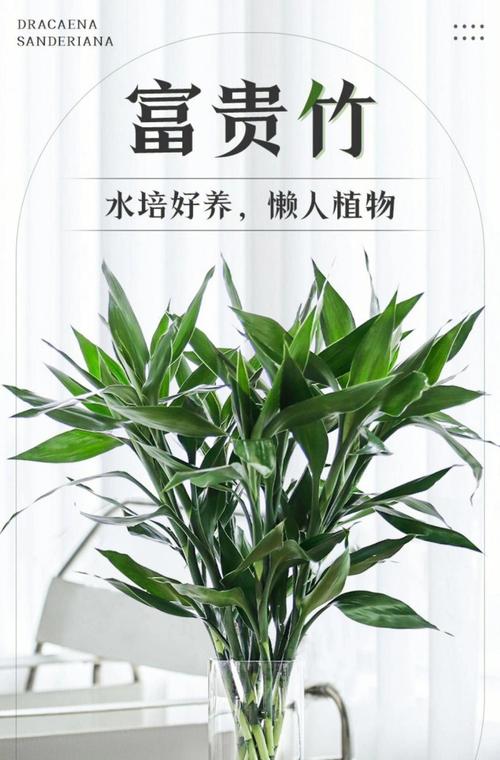 水培富贵竹怎么繁殖？水培富贵竹繁殖发芽多久？