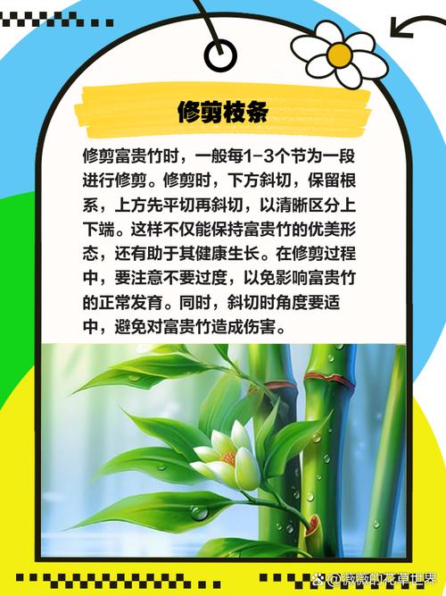 水培富贵竹怎么繁殖？水培富贵竹繁殖发芽多久？-第3张图片-优品飞百科
