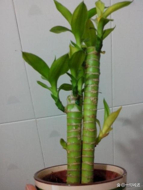 水培富贵竹怎么繁殖？水培富贵竹繁殖发芽多久？-第4张图片-优品飞百科