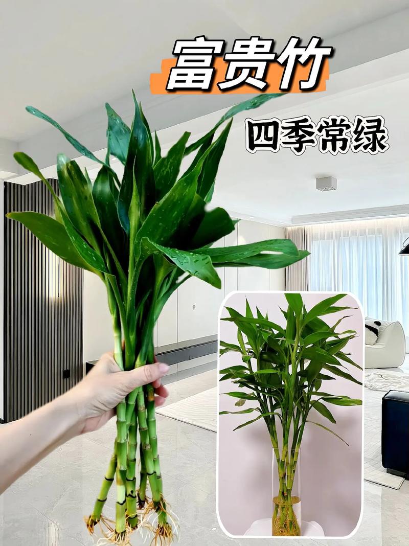 水培富贵竹怎么繁殖？水培富贵竹繁殖发芽多久？-第5张图片-优品飞百科