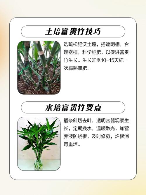 水培富贵竹怎么繁殖？水培富贵竹繁殖发芽多久？-第6张图片-优品飞百科