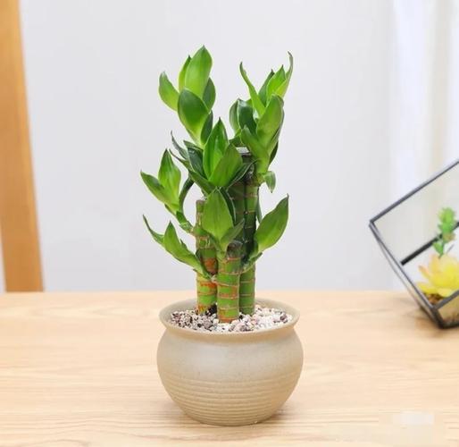 水培富贵竹怎么繁殖？水培富贵竹繁殖发芽多久？-第7张图片-优品飞百科