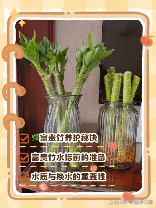 水培富贵竹怎么繁殖？水培富贵竹繁殖发芽多久？-第8张图片-优品飞百科