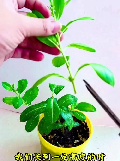 长春花的扦插繁殖方法，长春花如何扦插繁殖