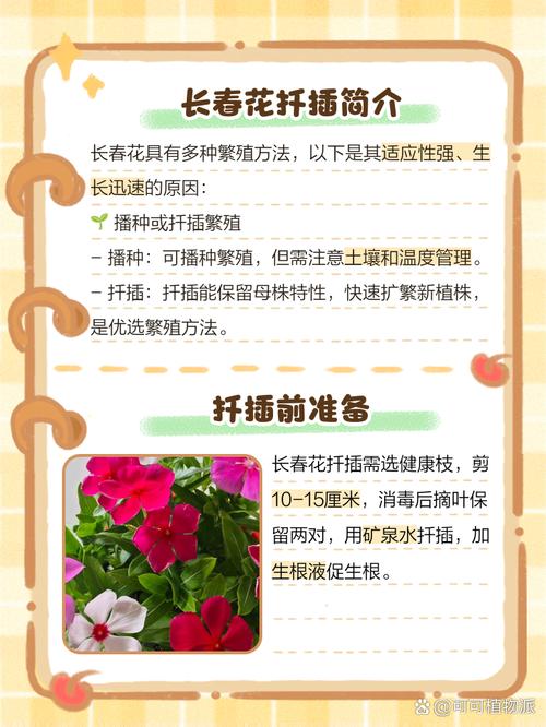 长春花的扦插繁殖方法，长春花如何扦插繁殖-第2张图片-优品飞百科