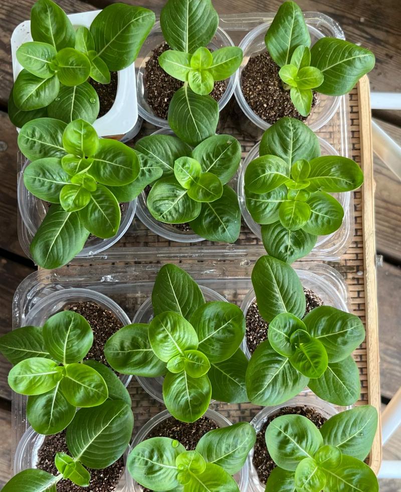 长春花的扦插繁殖方法，长春花如何扦插繁殖-第4张图片-优品飞百科