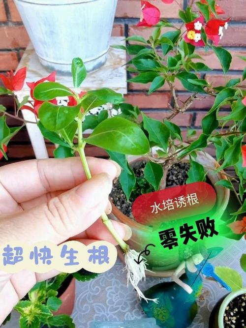 长春花的扦插繁殖方法，长春花如何扦插繁殖-第5张图片-优品飞百科