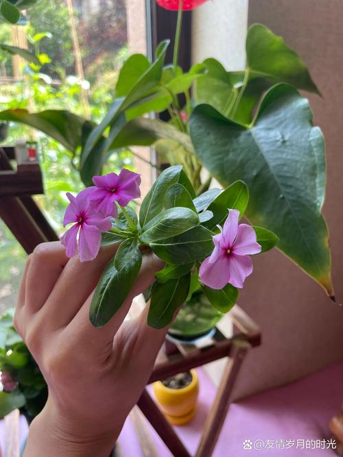 长春花的扦插繁殖方法，长春花如何扦插繁殖-第6张图片-优品飞百科