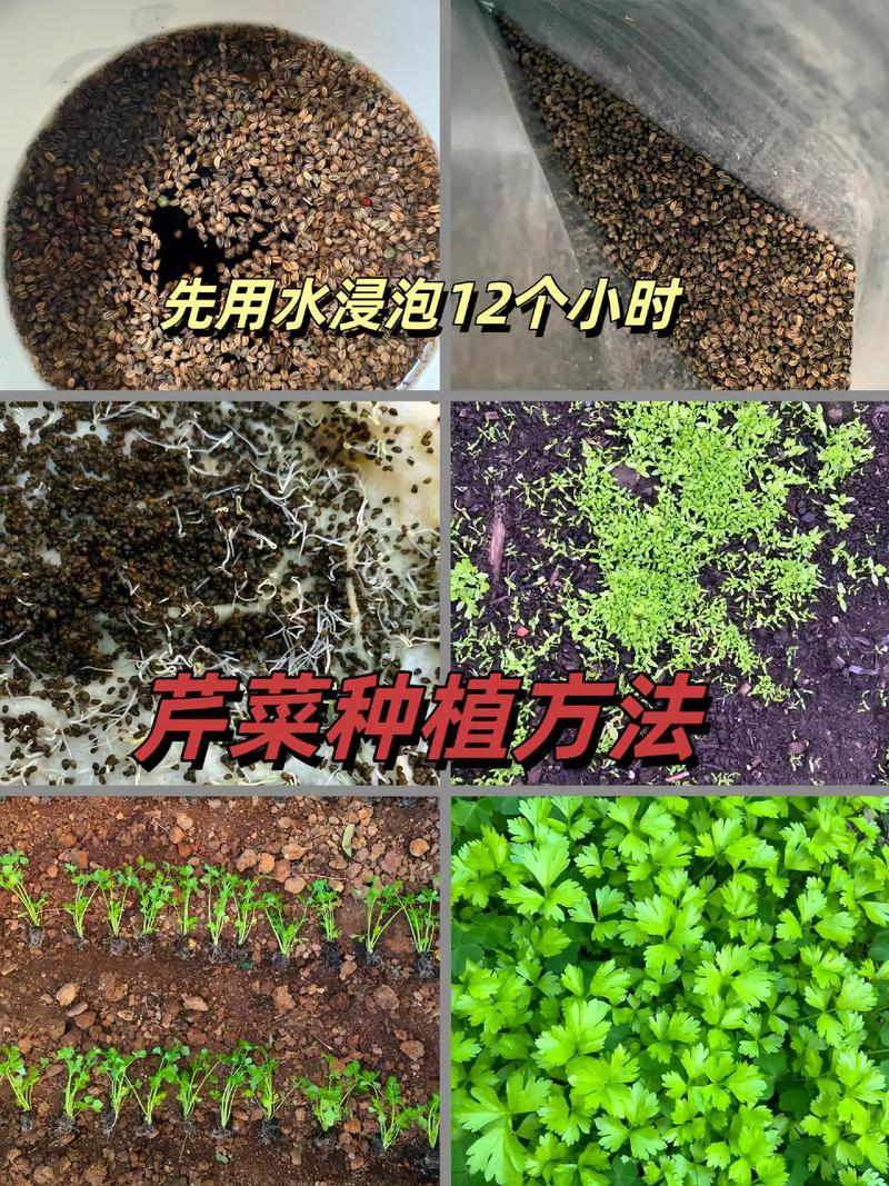 芹菜育苗方法和时间，芹菜的育苗方法？