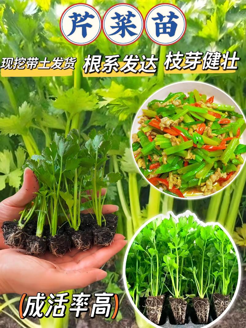 芹菜育苗方法和时间，芹菜的育苗方法？-第2张图片-优品飞百科