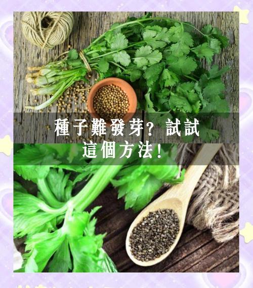 芹菜育苗方法和时间，芹菜的育苗方法？-第3张图片-优品飞百科