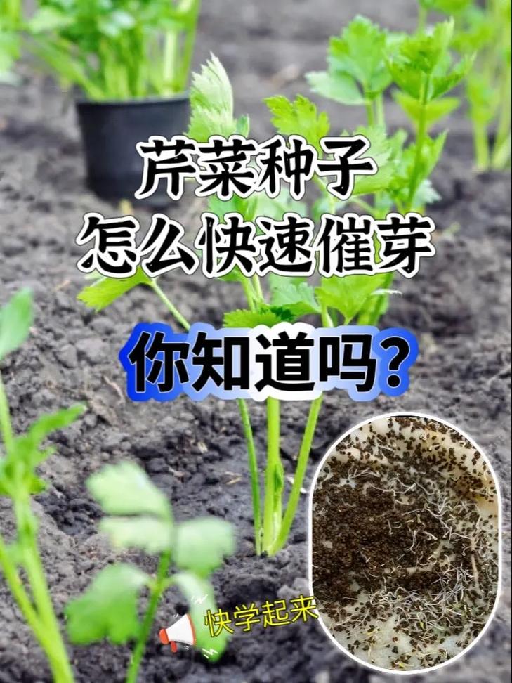 芹菜育苗方法和时间，芹菜的育苗方法？-第4张图片-优品飞百科