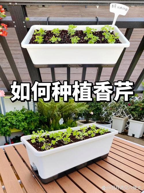 芹菜育苗方法和时间，芹菜的育苗方法？-第5张图片-优品飞百科