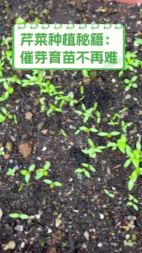 芹菜育苗方法和时间，芹菜的育苗方法？-第6张图片-优品飞百科
