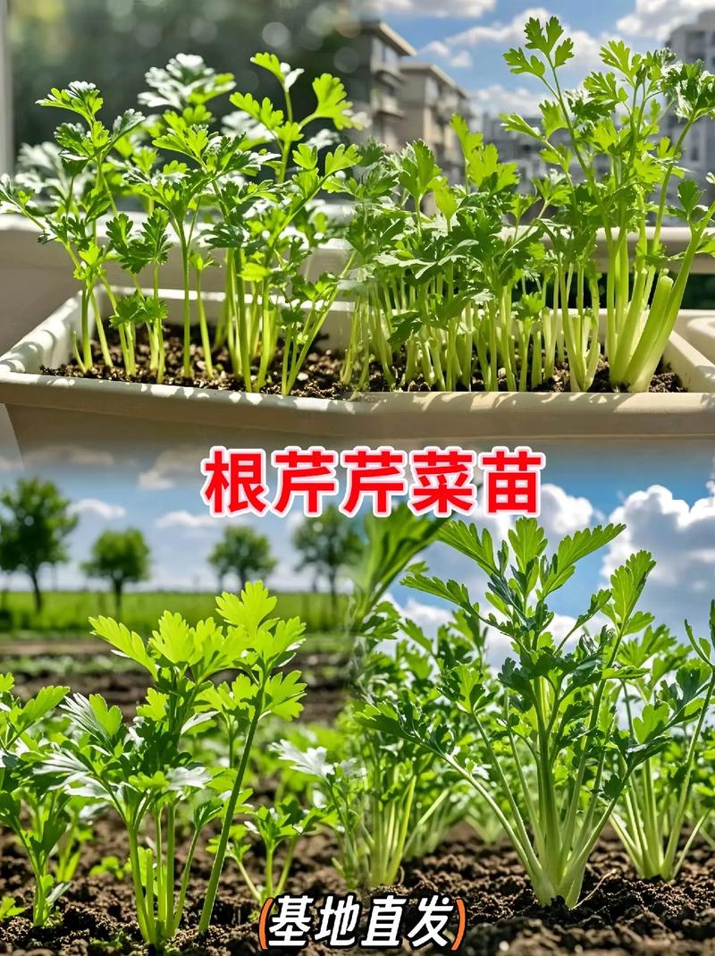 芹菜育苗方法和时间，芹菜的育苗方法？-第7张图片-优品飞百科