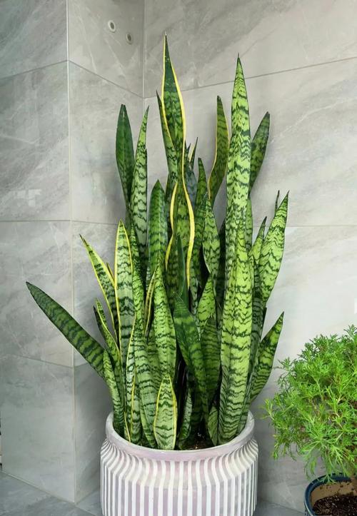 虎皮兰叶尖干枯怎么办，虎皮兰叶尖干枯怎么办视频？-第1张图片-优品飞百科