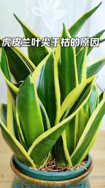虎皮兰叶尖干枯怎么办，虎皮兰叶尖干枯怎么办视频？-第2张图片-优品飞百科