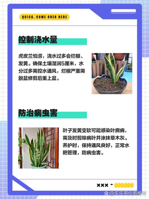 虎皮兰叶尖干枯怎么办，虎皮兰叶尖干枯怎么办视频？-第3张图片-优品飞百科