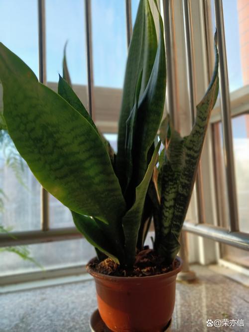 虎皮兰叶尖干枯怎么办，虎皮兰叶尖干枯怎么办视频？-第4张图片-优品飞百科