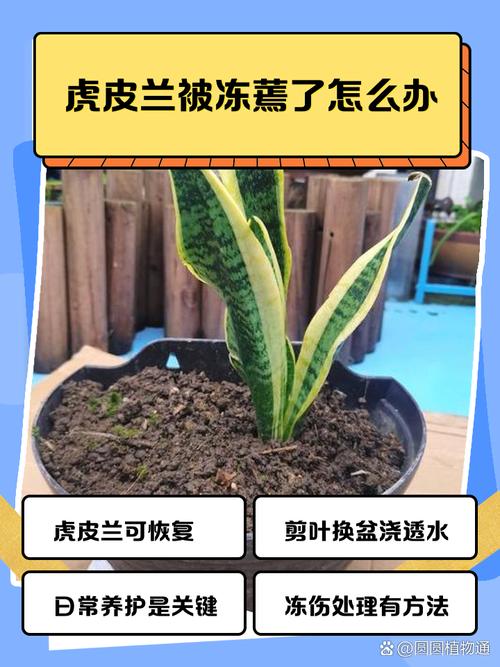 虎皮兰叶尖干枯怎么办，虎皮兰叶尖干枯怎么办视频？-第5张图片-优品飞百科