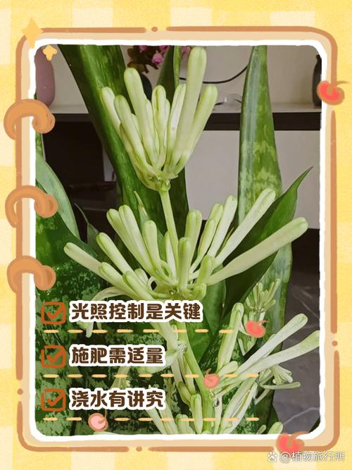 虎皮兰叶尖干枯怎么办，虎皮兰叶尖干枯怎么办视频？-第6张图片-优品飞百科