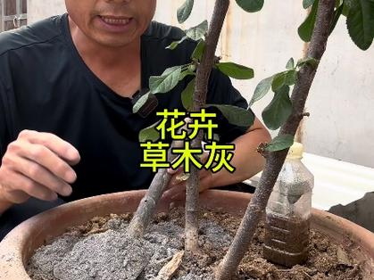 哪些花可以用草木灰，哪些花可以用草木灰施肥