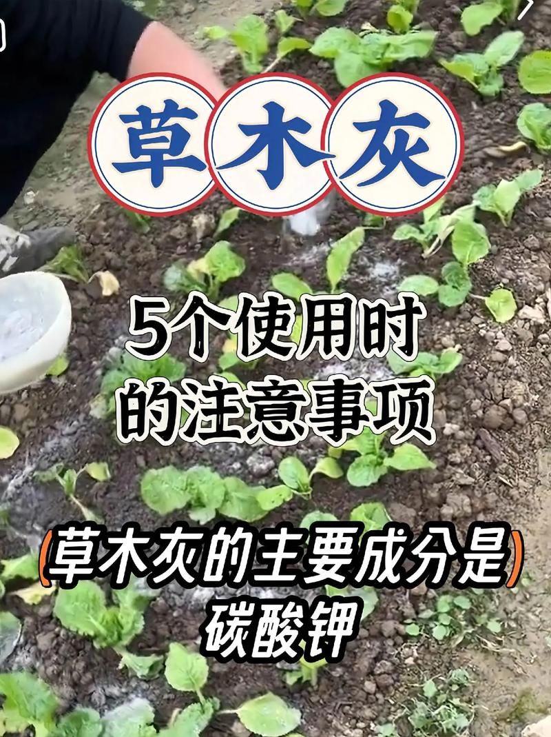 哪些花可以用草木灰，哪些花可以用草木灰施肥-第2张图片-优品飞百科