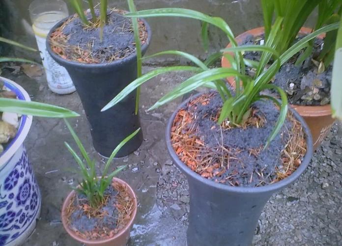 哪些花可以用草木灰，哪些花可以用草木灰施肥-第3张图片-优品飞百科