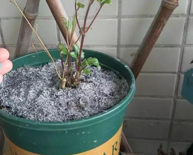 哪些花可以用草木灰，哪些花可以用草木灰施肥-第4张图片-优品飞百科