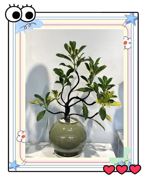 哪些花可以用草木灰，哪些花可以用草木灰施肥-第5张图片-优品飞百科