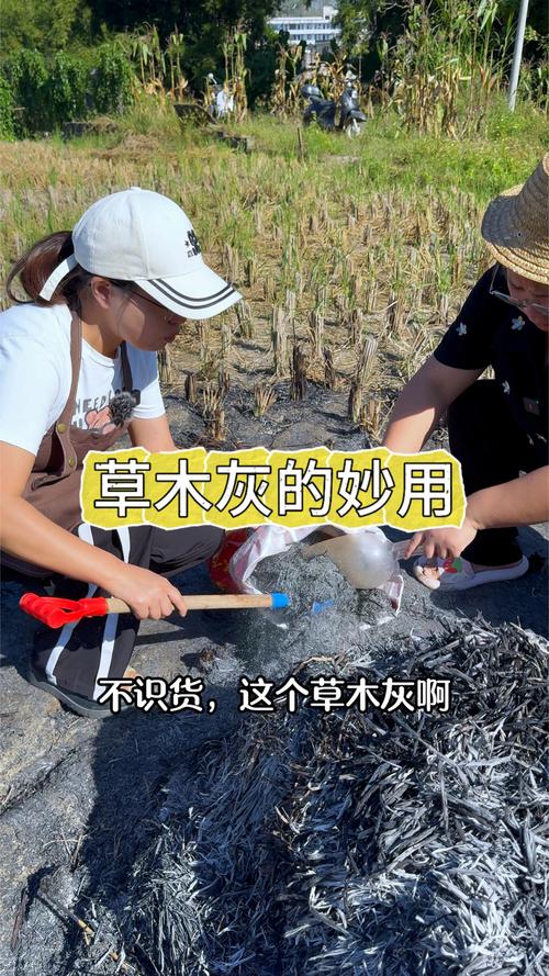 哪些花可以用草木灰，哪些花可以用草木灰施肥-第6张图片-优品飞百科