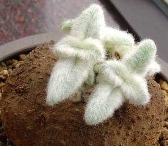 月宴种子怎么种，月宴多肉怎么养-第2张图片-优品飞百科