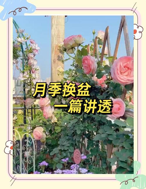 月宴种子怎么种，月宴多肉怎么养