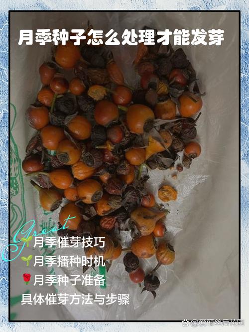 月宴种子怎么种，月宴多肉怎么养-第5张图片-优品飞百科