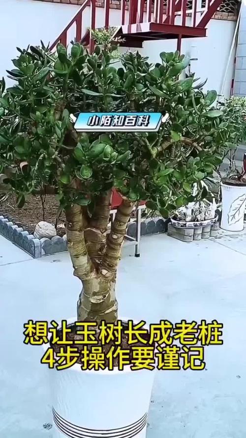 想要“玉树”长得快的简单介绍