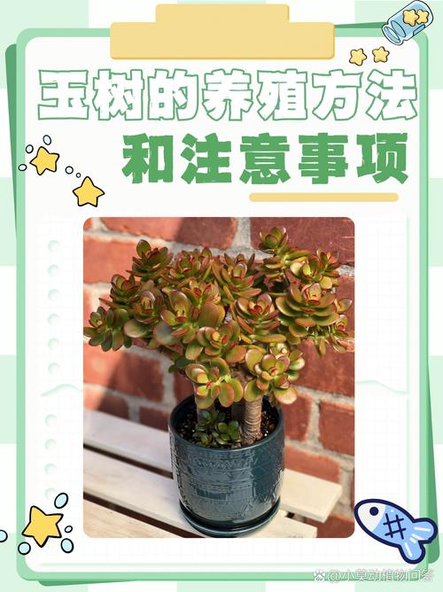 想要“玉树”长得快的简单介绍-第2张图片-优品飞百科